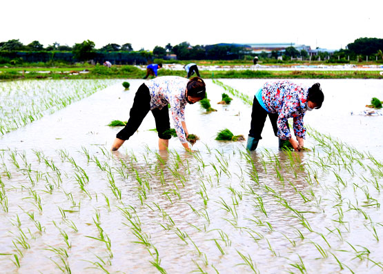 Bảo vệ đất trồng lúa: Cần quyết tâm và hành động thực tế