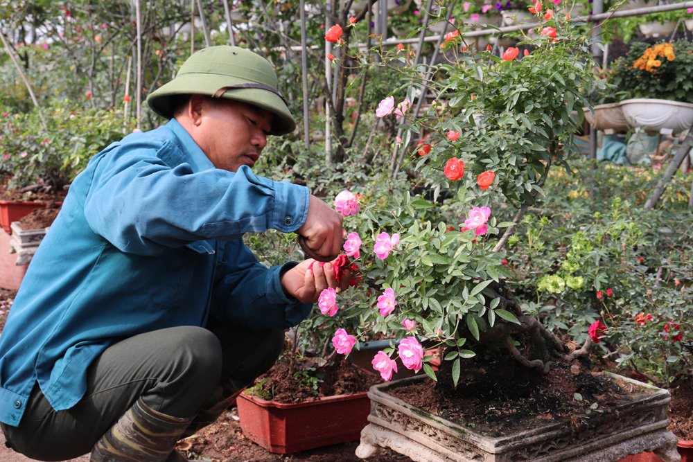 Giá hoa giảm mạnh vẫn vắng khách mua