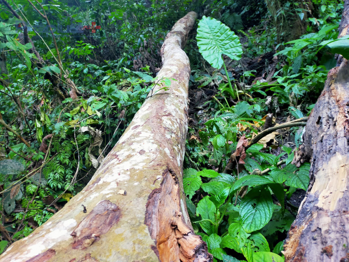 UBND tỉnh Hà Giang yêu cầu làm rõ về thực trạng phá rừng tự nhiên từ phản ánh của Pháp luật Plus