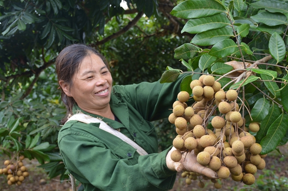 Chính thức công nhận thương hiệu ‘Nhãn Sơn La’