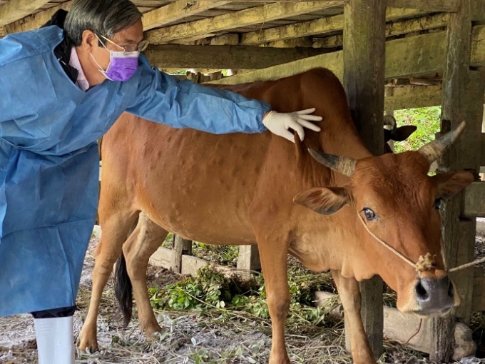Khoảng 5.609 con trâu, bò ở Quảng Nam mắc bệnh viêm da nổi cục