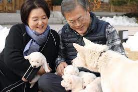 Hàn Quốc xem xét cấm ăn thịt chó
