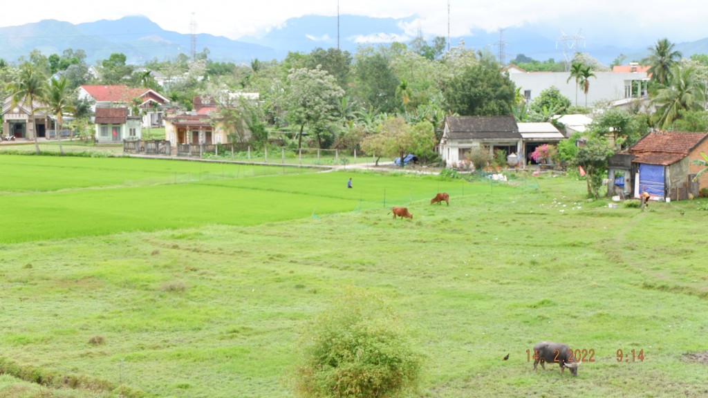 Đà Nẵng: Chưa có kế hoạch chuyển mục đích sử dụng đất nông nghiệp sang đất ở tại Hòa Vang