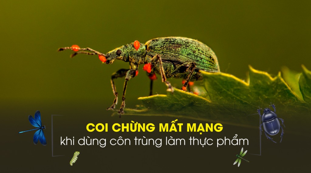 Coi chừng mất mạng khi dùng côn trùng làm thực phẩm