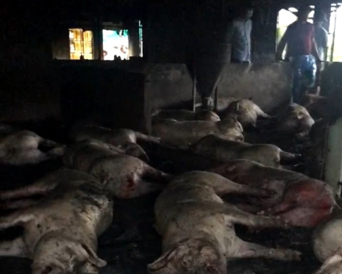 Thái Bình: Sét đánh vào trang trại lợn khiến gần 300 con lợn bị chết