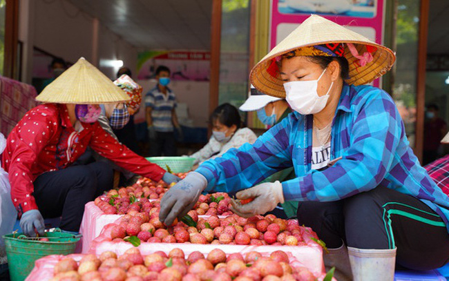 Hơn 100 thương nhân Trung Quốc được nhập cảnh mua vải thiều Bắc Giang