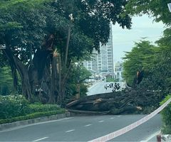 Hà Nội: Cành cây đa cổ thụ bị gãy, đổ chắn ngang đường Võ Chí Công
