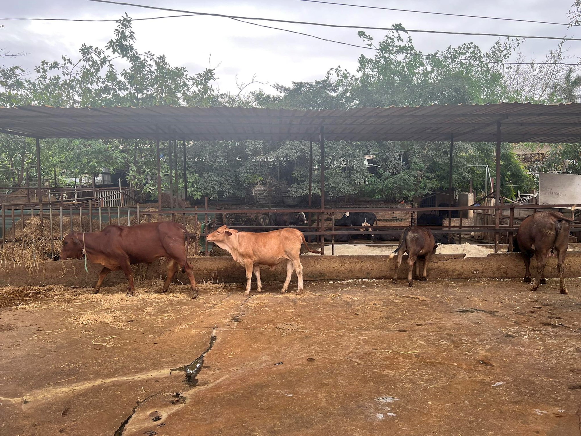 Quây rào, lợp lán nuôi bò khu vực gầm cầu Thăng Long