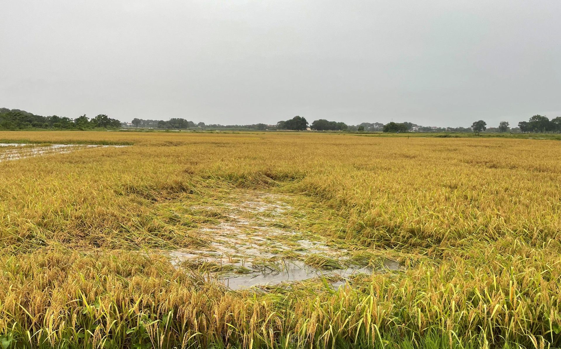 Hà Nội mưa lớn, khẩn trương bảo vệ diện tích sản xuất nông nghiệp