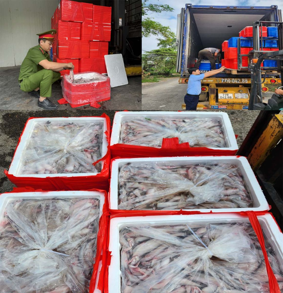 Bắt giữ xe tải vận chuyển hơn 4500 kg cá khoai ướp chất cấm