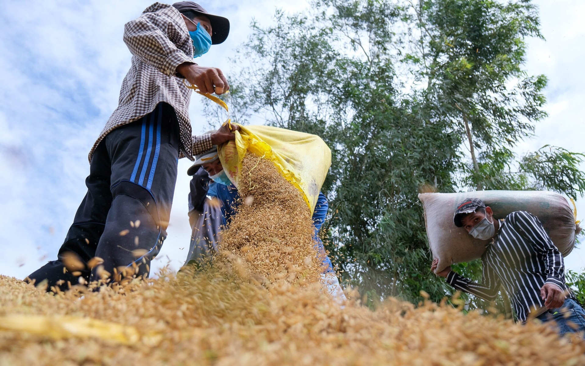 Việt Nam đã xuất khẩu trên 6,6 triệu tấn gạo, kim ngạch 3,66 tỷ USD