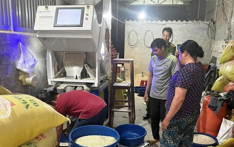 Một cơ sở sử dụng bột lá dứa làm giả gạo Séng Cù xanh tại Lào Cai