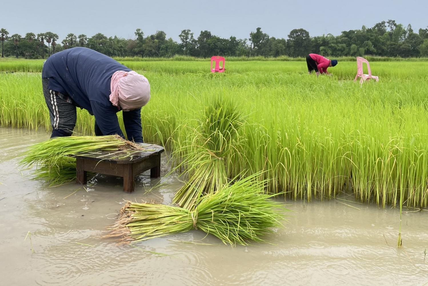 Thái Lan phê duyệt gói hỗ trợ nông dân trồng lúa trị giá 1,55 tỷ USD