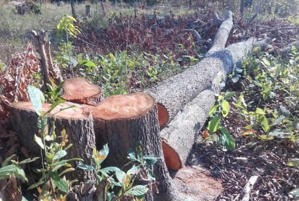Gia Lai: Khoảng 30 người rủ nhau vào phá rừng, cưa hạ trên 100 cây gỗ lớn