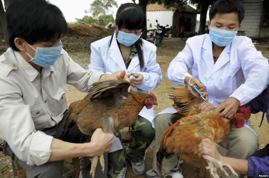 Nam thanh niên tử vong do cúm A/H5N1, Bộ Y tế khuyến cáo biện pháp phòng tránh