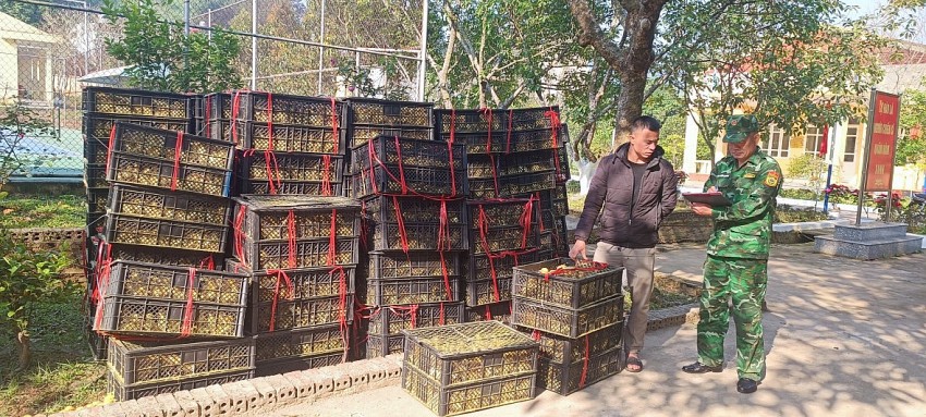 Quảng Ninh: Bắt nghi phạm vận chuyển hơn 42 nghìn con vịt giống không rõ nguồn gốc xuất xứ