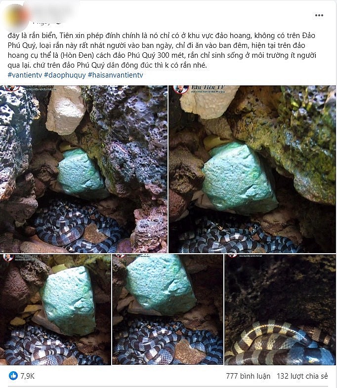 Thực hư chuyện ổ rắn “độc nhất thế giới” xuất hiện ở đảo Phú Quý