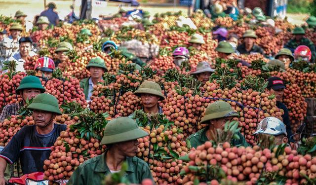 Bắc Giang hỏa tốc xin phép Thủ tướng Chính phủ tạo “làn xanh” để vận chuyển vải thiều