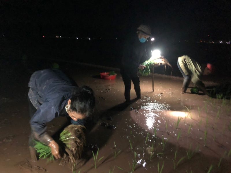 Hà Nội: Nông dân chong đèn cấy lúa đêm tránh nắng