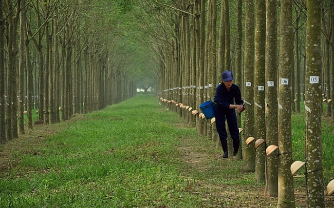 Cao su Đồng Phú - DPR thực hiện dư án kho bãi chậm tiến độ