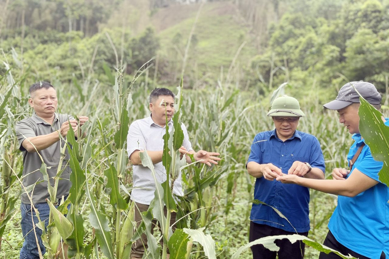 Châu chấu tre phát sinh và gây hại tại 11 tỉnh phía Bắc