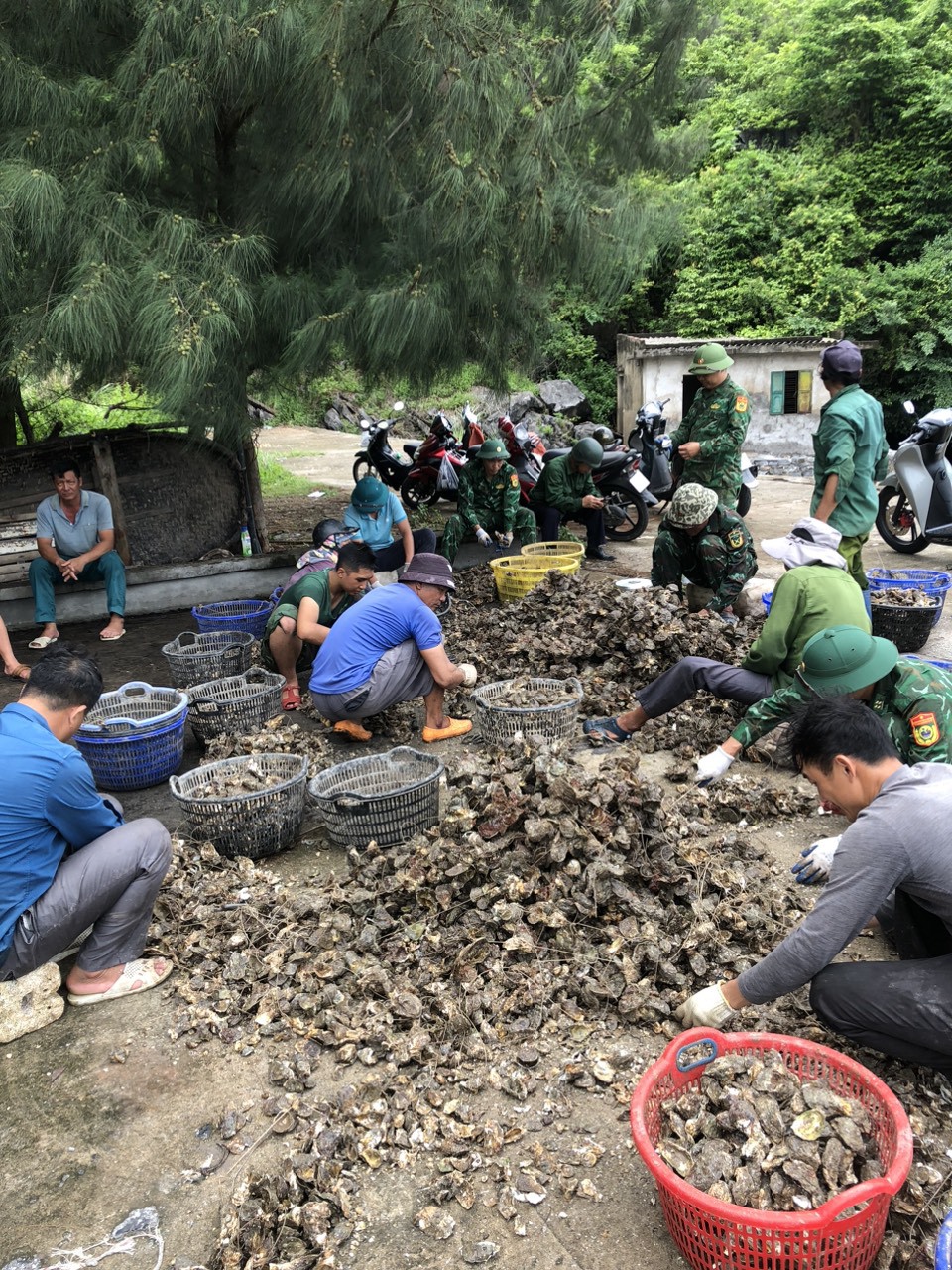 Hải Phòng: 100% hộ dân nuôi hàu tự phát đã tự nguyện tháo dỡ