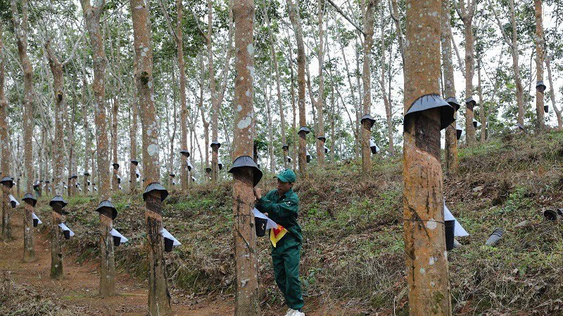 Điện Biên sắp có nhà máy chế biến mủ cao-su đầu tiên