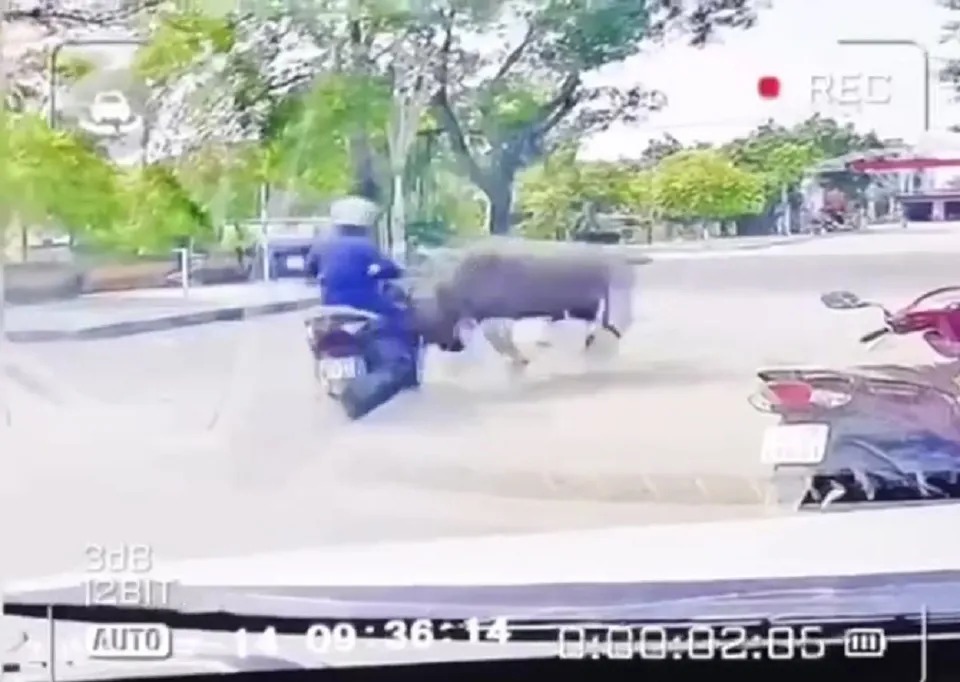 Thanh Hóa: người phụ nữ bị trâu 