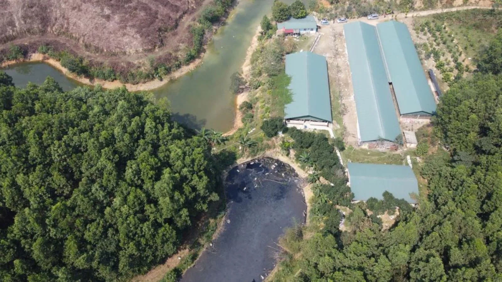 Xử lý chất thải chăn nuôi: việc cần kíp để bảo vệ môi trường