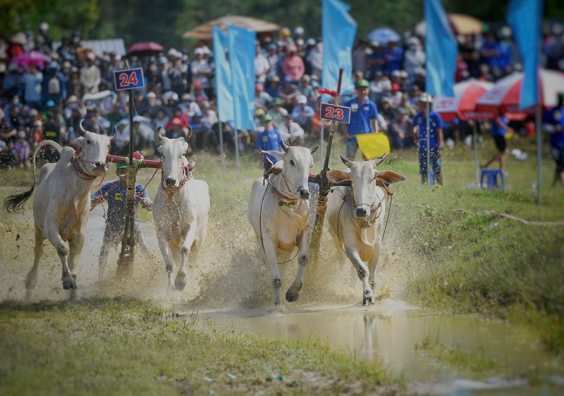 An Giang: Tưng bừng Hội Đua bò Bảy Núi 2025