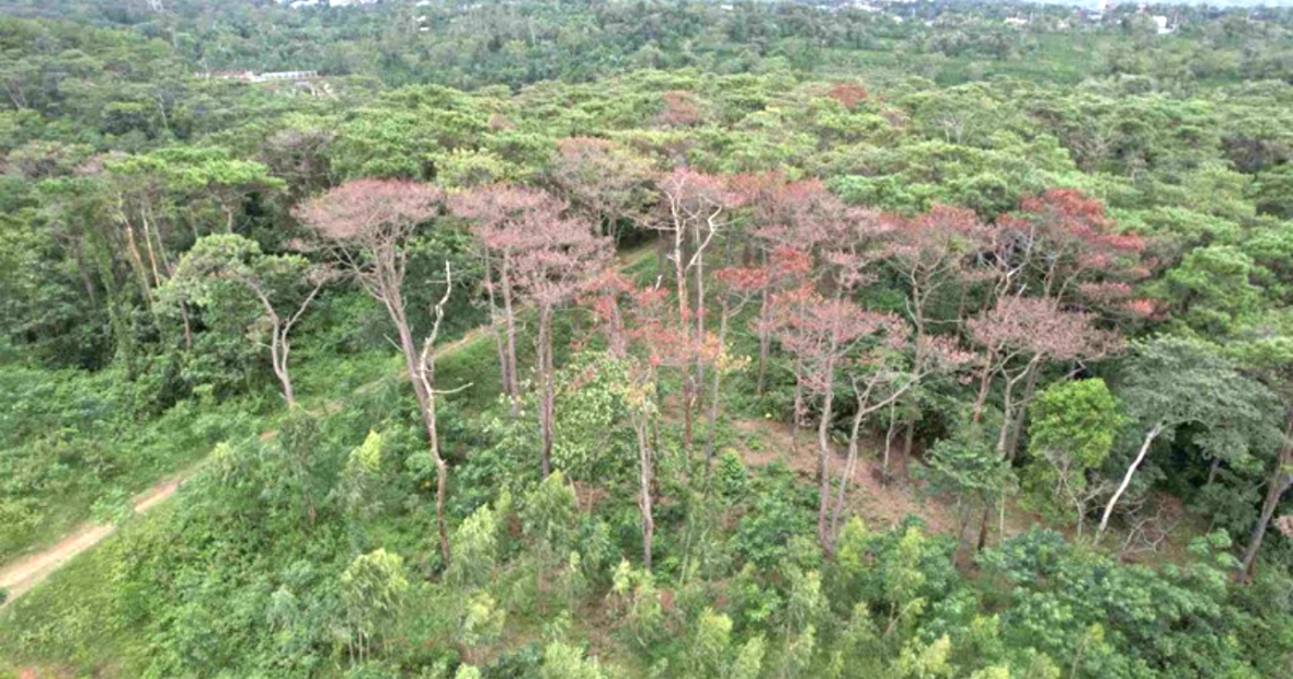 Cần làm rõ dấu hiệu “bất thường” trong đấu giá khai thác gỗ rừng trồng tại Quảng Trị
