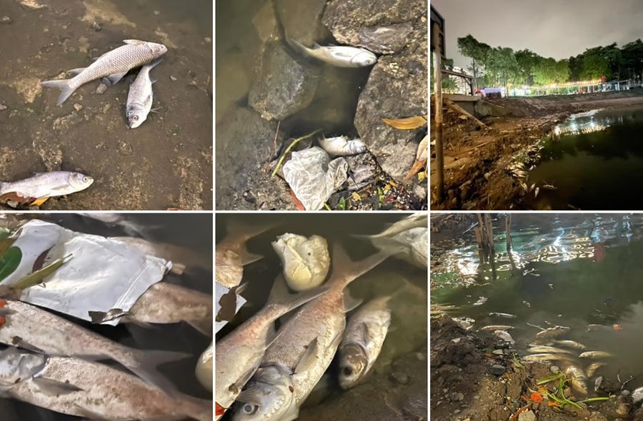 Vụ cá chết tại hồ Linh Đàm: UBND phường Hoàng Liệt cử lực lượng thu gom, đang làm rõ nguyên nhân