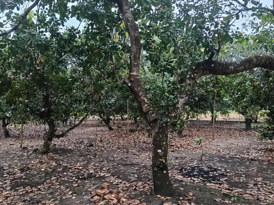 Người dân vùng dự án Cao tốc Dầu Giây - Tân Phú mong được đền bù, hỗ trợ thỏa đáng