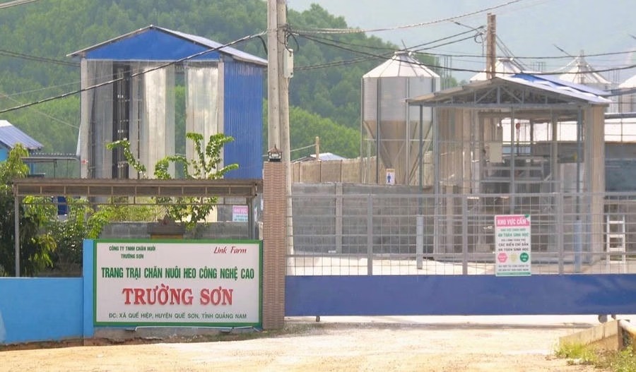 Đà Nẵng phạt doanh nghiệp chăn nuôi 625 triệu đồng, nhiều lần bị 'tuýt còi' vì vi phạm môi trường