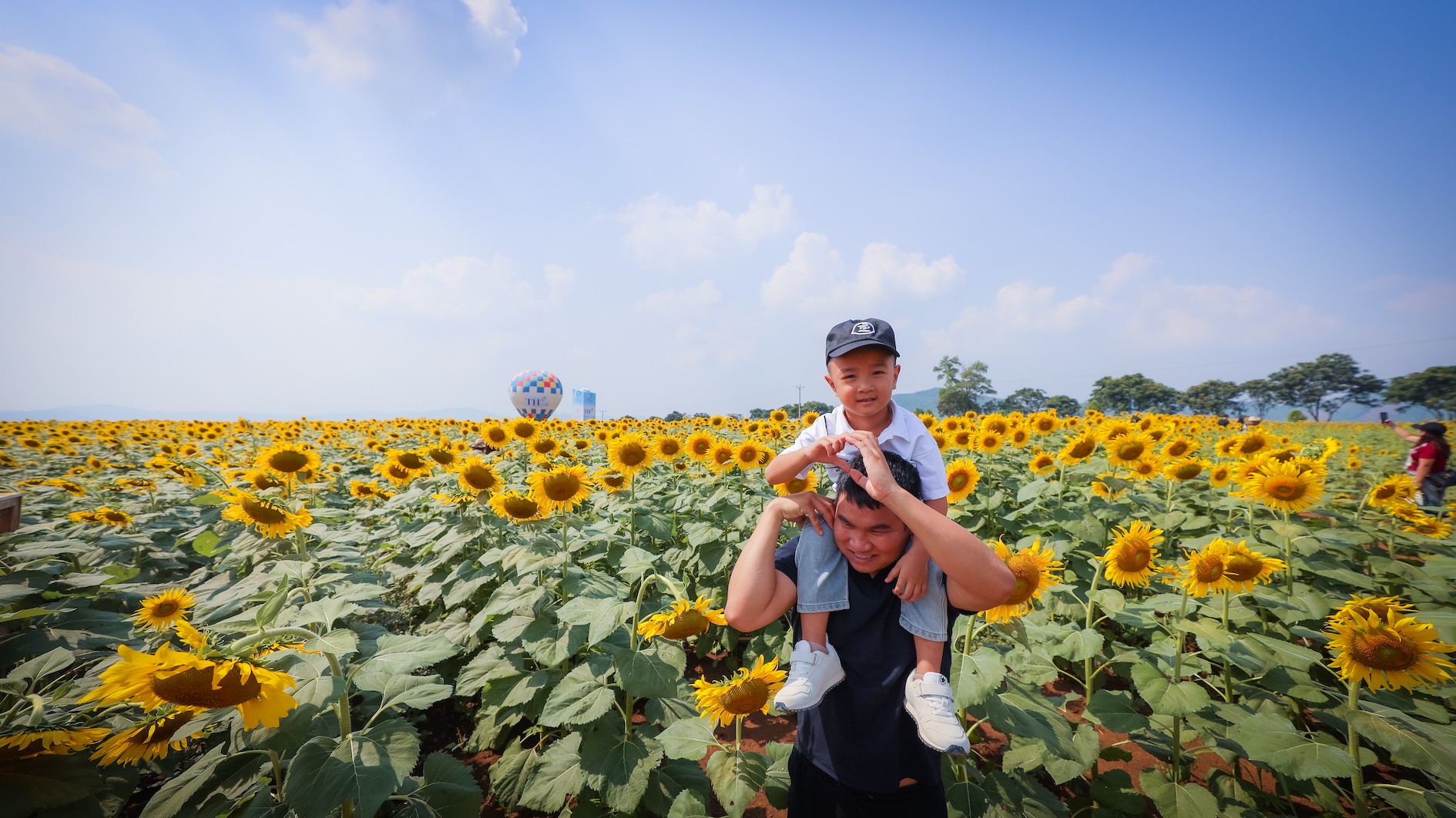 Mở cửa đón khách tham quan cách đồng hoa hướng dương rộng 150 ha